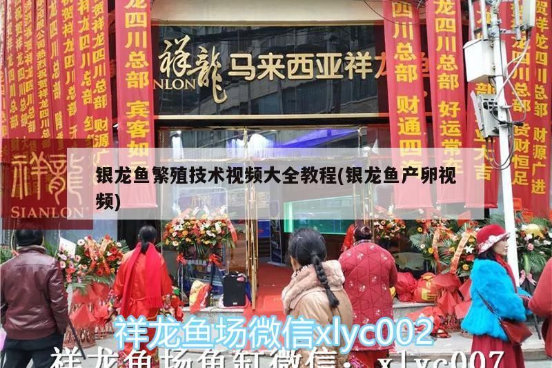銀龍魚繁殖技術視頻大全教程(銀龍魚產卵視頻)