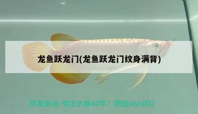 龍魚躍龍門(龍魚躍龍門紋身滿背)