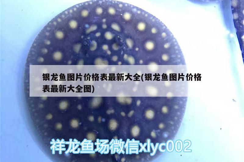銀龍魚圖片價格表最新大全(銀龍魚圖片價格表最新大全圖)