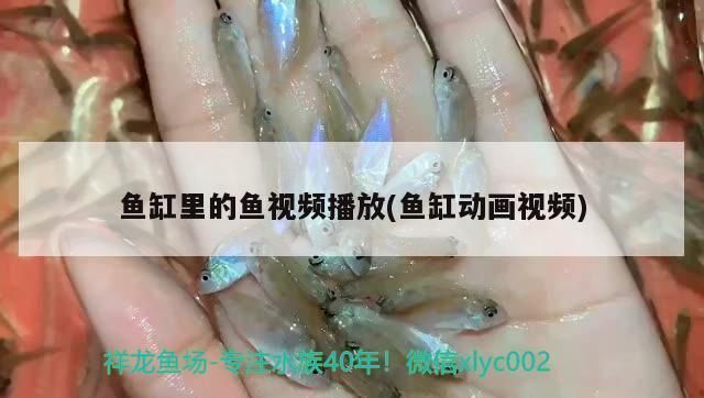 龍虎魟最值得入手的三個版本，玩家必看指南，龍虎魟最值得入手的三大版本，玩家必看精選指南