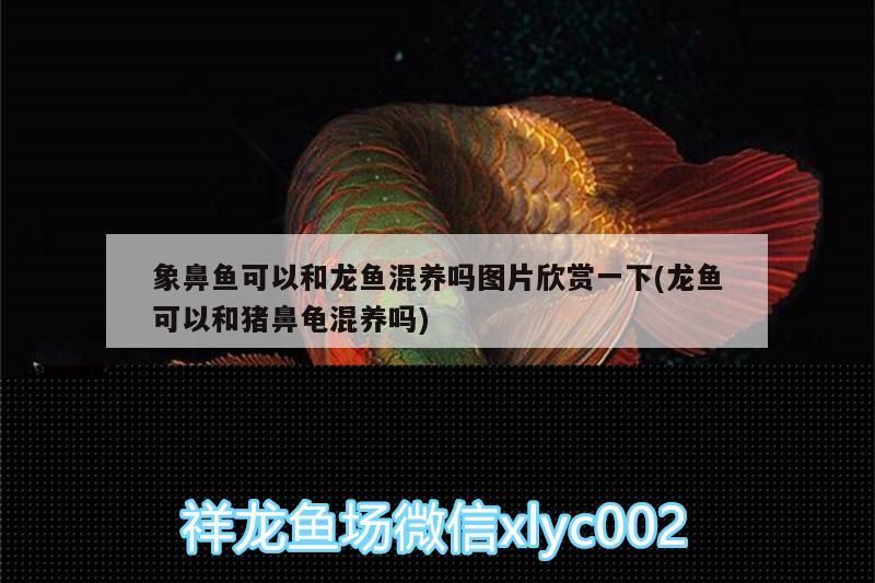 象鼻魚可以和龍魚混養嗎圖片欣賞一下(龍魚可以和豬鼻龜混養嗎)