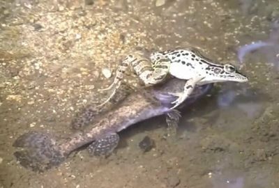 虎魚(yú)捕食視頻：虎魚(yú)捕食的視頻