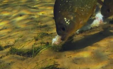 虎魚(yú)捕食視頻：虎魚(yú)捕食的視頻