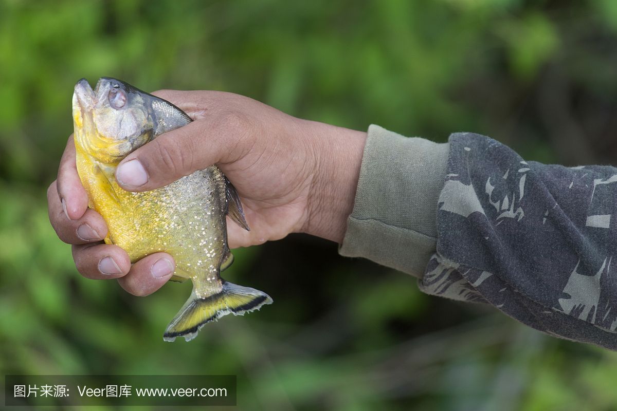 虎魚(yú)捕食視頻：虎魚(yú)捕食的視頻