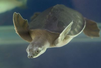 要想把豬鼻龜養大要用多大缸：養豬鼻龜需要多大的魚缸才能養活它