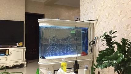 龍魚缸多寬最好，如何選擇適合的龍魚缸