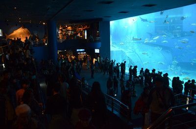 水族館招牌圖片大全大圖(水族館招牌圖片大全) 水族館百科(水族館加盟) 第5張 水族館招牌圖片大全大圖(水族館招牌圖片大全) 水族館招牌圖片大全大圖(水族館招牌圖片大全) 水族館百科(水族館加盟) 第5張