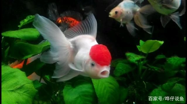 泰國虎魚腸道疾病預防方法,泰國虎魚腸道疾病早期癥狀觀賞魚水質管理要點 虎魚百科 第4張 泰國虎魚腸道疾病預防方法,泰國虎魚腸道疾病早期癥狀觀賞魚水質管理要點 泰國虎魚腸道疾病預防方法,泰國虎魚腸道疾病早期癥狀觀賞魚水質管理要點 虎魚百科 第4張