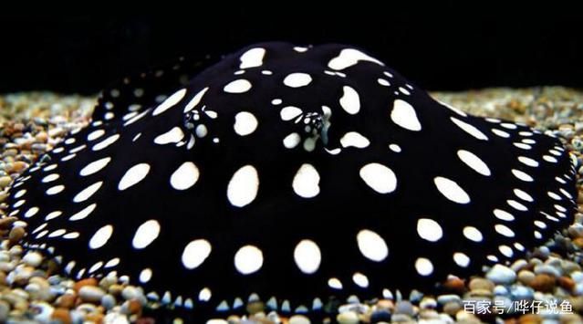 泰國虎魚腸道疾病預防方法,泰國虎魚腸道疾病早期癥狀觀賞魚水質管理要點 虎魚百科 第5張 泰國虎魚腸道疾病預防方法,泰國虎魚腸道疾病早期癥狀觀賞魚水質管理要點 泰國虎魚腸道疾病預防方法,泰國虎魚腸道疾病早期癥狀觀賞魚水質管理要點 虎魚百科 第5張