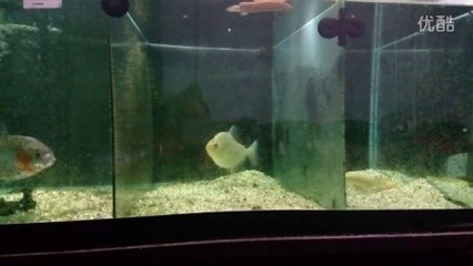 虎魚一天喂食量多少最好：虎魚一天喂食量多少