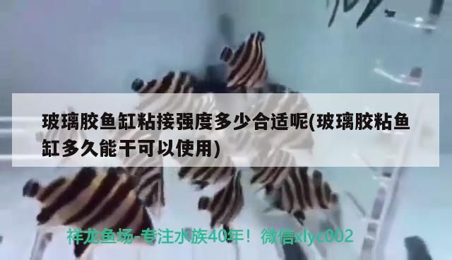 玻璃膠魚缸粘接強度多少合適呢(玻璃膠粘魚缸多久能干可以使用)