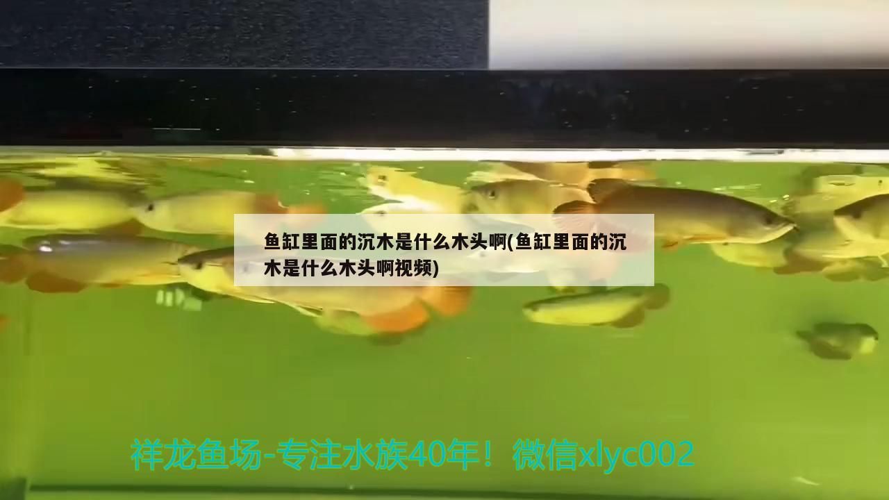 魚缸里面的沉木是什么木頭啊(魚缸里面的沉木是什么木頭啊視頻)