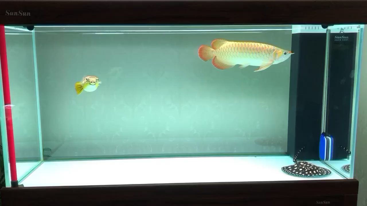 透缸 透缸 錦鯉魚百科 第1張