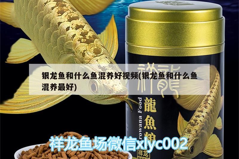 銀龍魚和什么魚混養好視頻(銀龍魚和什么魚混養最好)