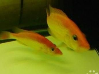 紅老虎魚和金龍魚混養，紅老虎魚和金龍魚可以混養嗎