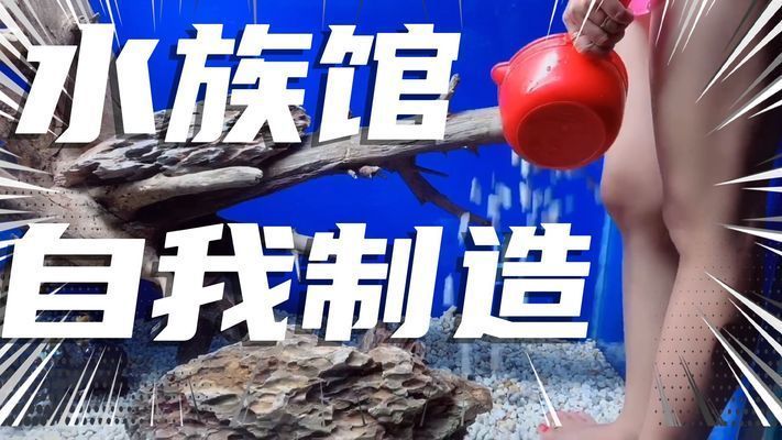 怎么做水族館（如何建立一個(gè)美觀實(shí)用的水族館）