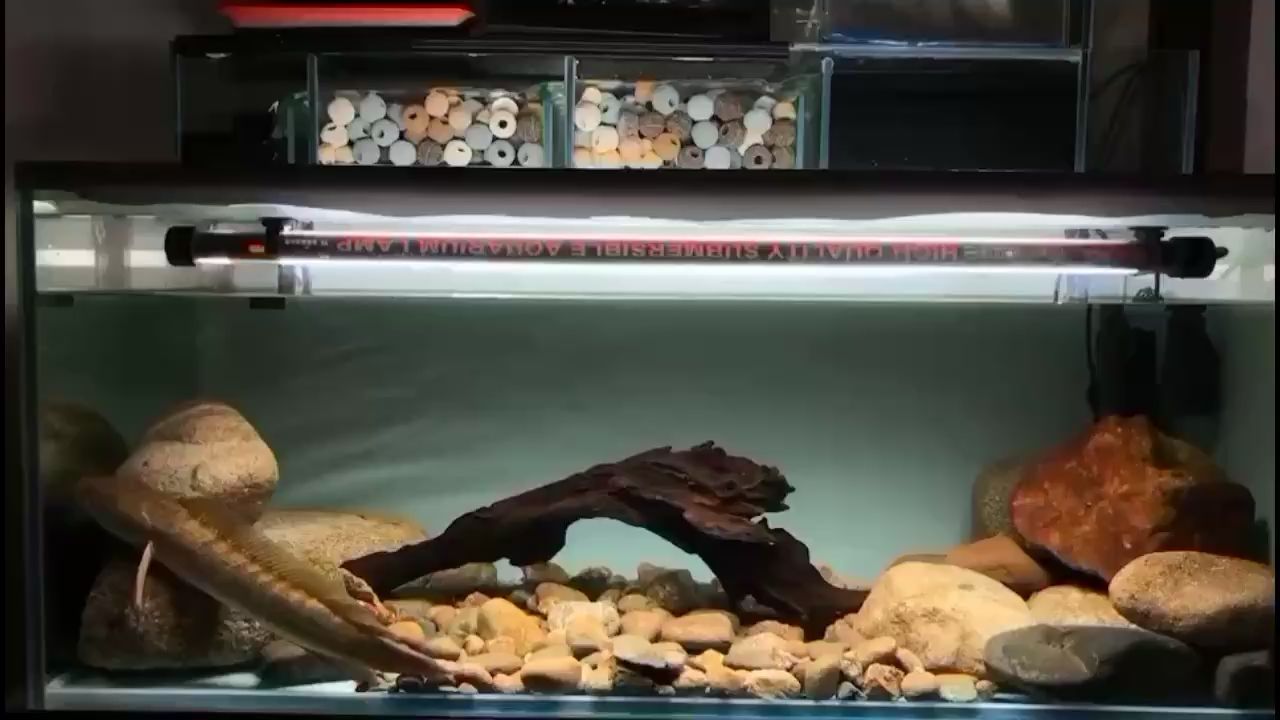 北京水族館養(yǎng)點(diǎn)什么魚比較好？