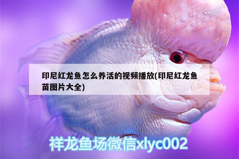 印尼紅龍魚怎么養活的視頻播放(印尼紅龍魚苗圖片大全)