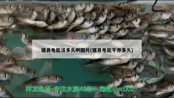 豬鼻龜可以養多久：豬鼻龜的飼養方式