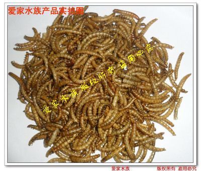龍魚能吃面包蟲干嗎 龍魚能吃面包蟲干嗎 龍魚百科 第4張
