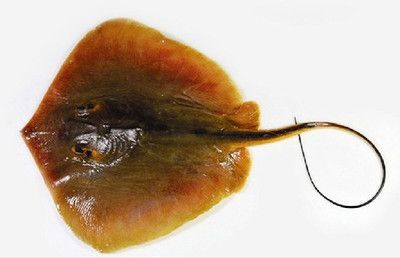 魟魚(yú)的尾巴有什么用途嗎視頻：魟魚(yú)的尾巴是其重要的生理結(jié)構(gòu)具有多種用途具有多種用途