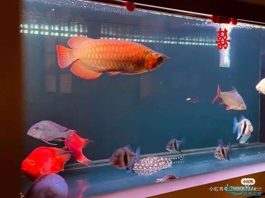 大湖紅龍魚與印尼紅龍魚的差別在哪兒：印尼紅龍魚與印尼紅龍魚在體型、色彩和飼養條件方面有差異