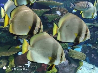 水族館英文怎么讀音（\"aquarium\"英文單詞）