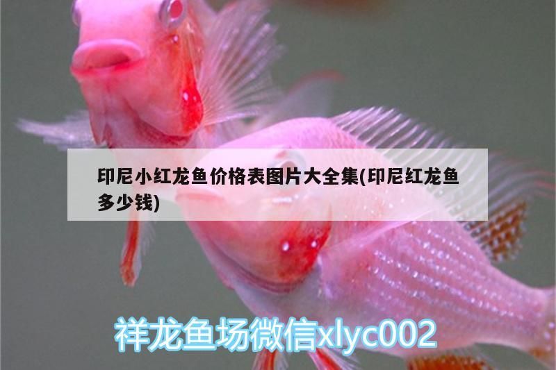 印尼小紅龍魚價格表圖片大全集(印尼紅龍魚多少錢)
