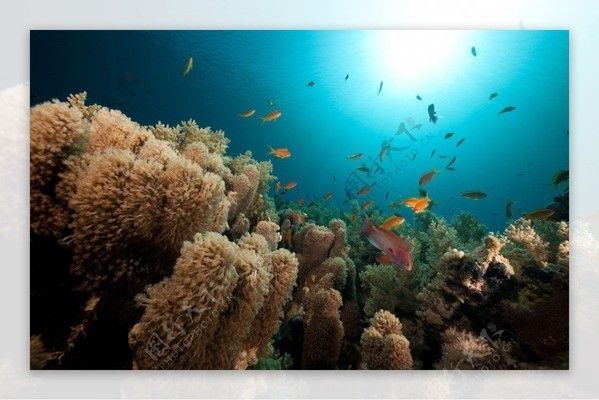 水族館動(dòng)畫圖片（關(guān)于水族館動(dòng)畫圖片的網(wǎng)站）