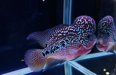 魟魚可以和七彩混養嗎：魟魚與七彩神仙魚的混養問題是養魚愛好者們普遍關注的話題