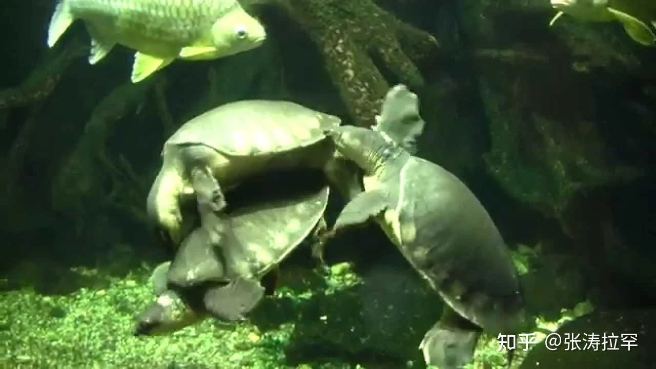 買一只豬鼻龜犯法嗎知乎：購買豬鼻龜在中國屬于違法行為嗎