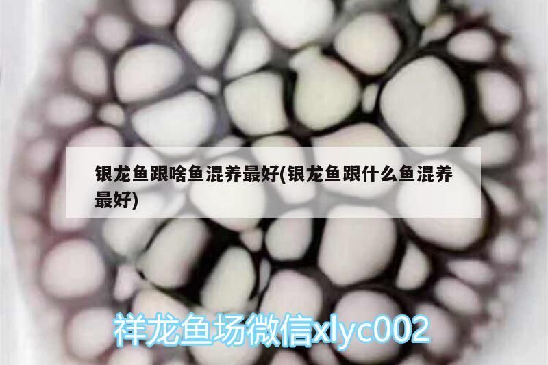 銀龍魚(yú)跟啥魚(yú)混養(yǎng)最好(銀龍魚(yú)跟什么魚(yú)混養(yǎng)最好)