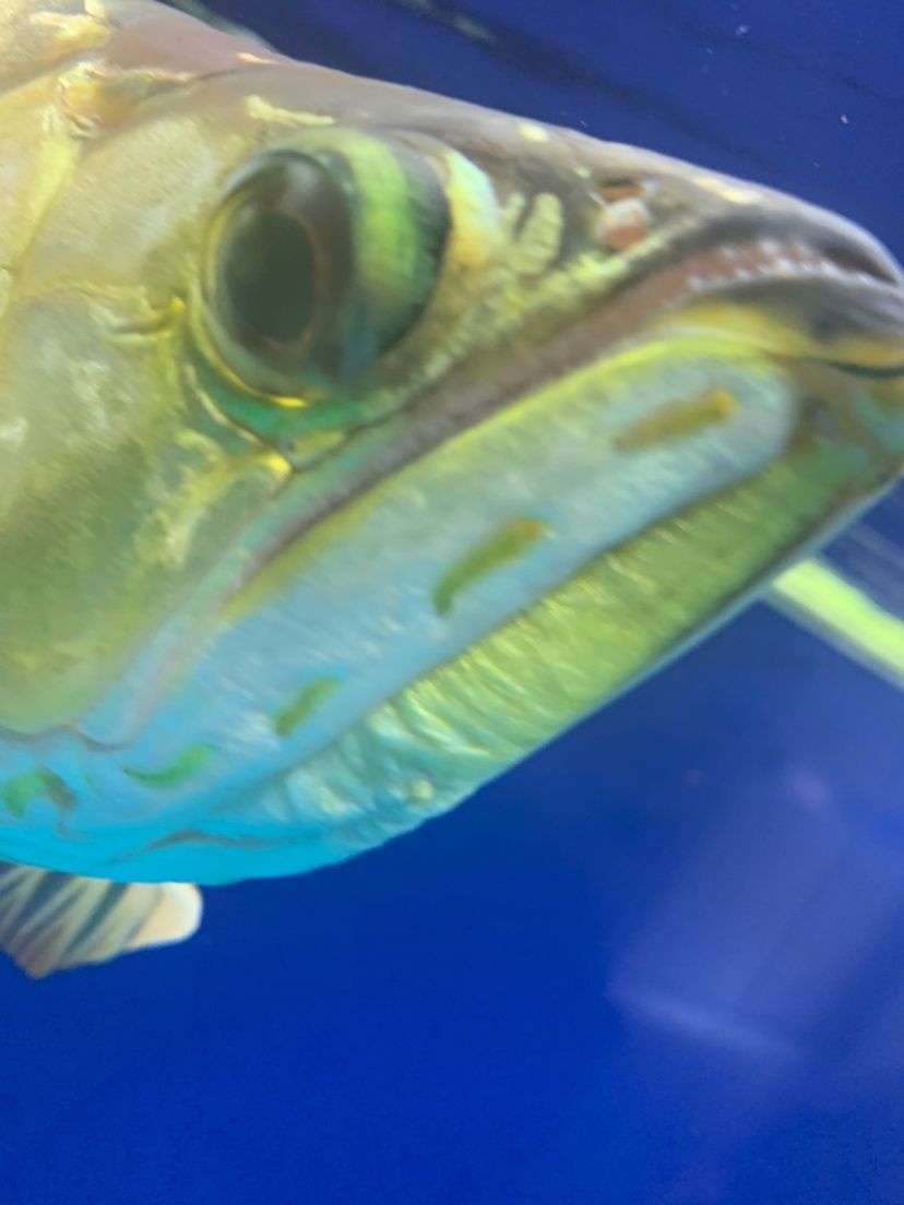 三文魚觀賞魚圖片（三文魚觀賞魚圖片大全）