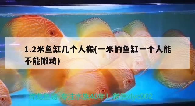 1.2米魚缸幾個人搬(一米的魚缸一個人能不能搬動)