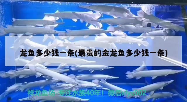龍魚多少錢一條(最貴的金龍魚多少錢一條)