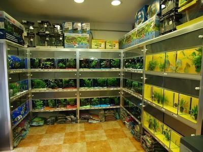 龍魚吃了白點病小魚會怎樣呢vs祥龍魚場：龍魚吃了白點病小魚會怎樣
