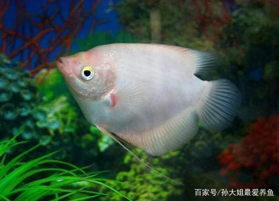 龍魚吃了白點病小魚會怎樣呢vs祥龍魚場：龍魚吃了白點病小魚會怎樣