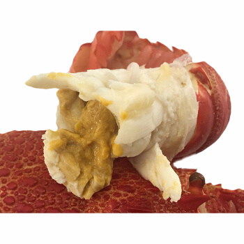 龍魚(yú)吃的凍泥鰍是什么泥鰍？揭秘營(yíng)養(yǎng)與選購(gòu)要點(diǎn)，龍魚(yú)凍泥鰍喂養(yǎng)指南，品種選擇與營(yíng)養(yǎng)全解析