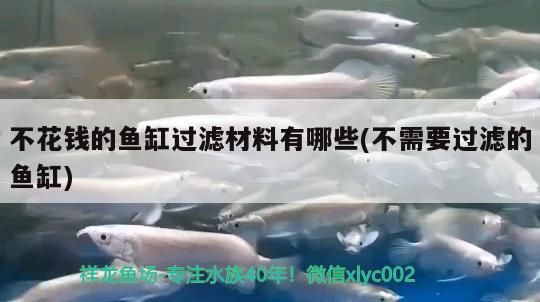 不花錢的魚缸過濾材料有哪些(不需要過濾的魚缸)