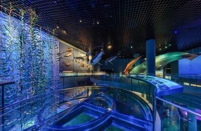 水族館里面有什么生物（《和平精英》水族館中常見(jiàn)的海洋哺乳動(dòng)物包括海豚、虎鯨、偽虎鯨）