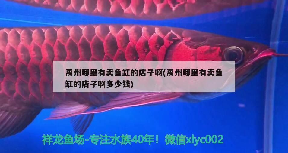 禹州哪里有賣(mài)魚(yú)缸的店子啊(禹州哪里有賣(mài)魚(yú)缸的店子啊多少錢(qián))
