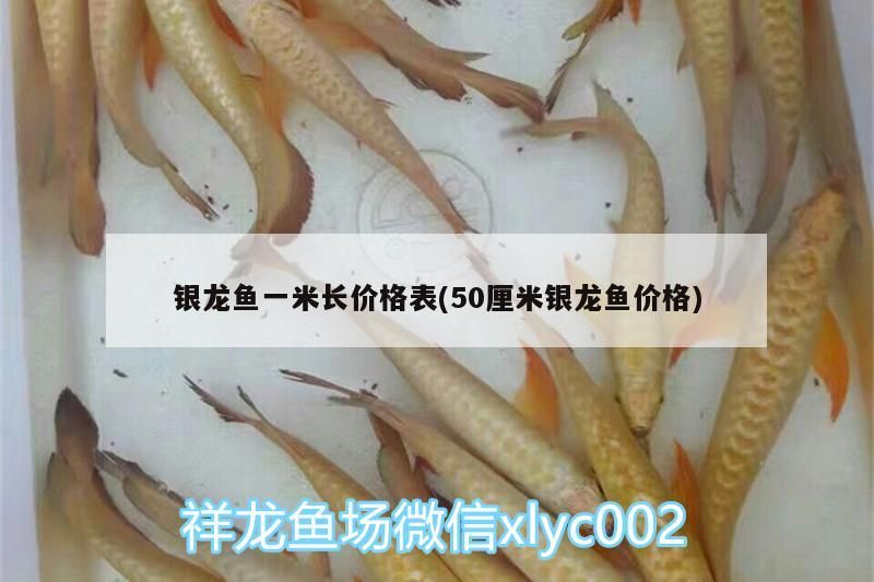 銀龍魚一米長價格表(50厘米銀龍魚價格) 銀龍魚百科 第3張 銀龍魚一米長價格表(50厘米銀龍魚價格) 銀龍魚一米長價格表(50厘米銀龍魚價格) 銀龍魚百科 第3張
