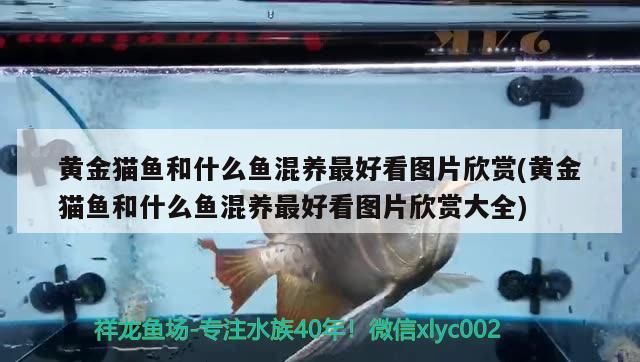 黃金貓魚和什么魚混養最好看圖片欣賞(黃金貓魚和什么魚混養最好看圖片欣賞大全)