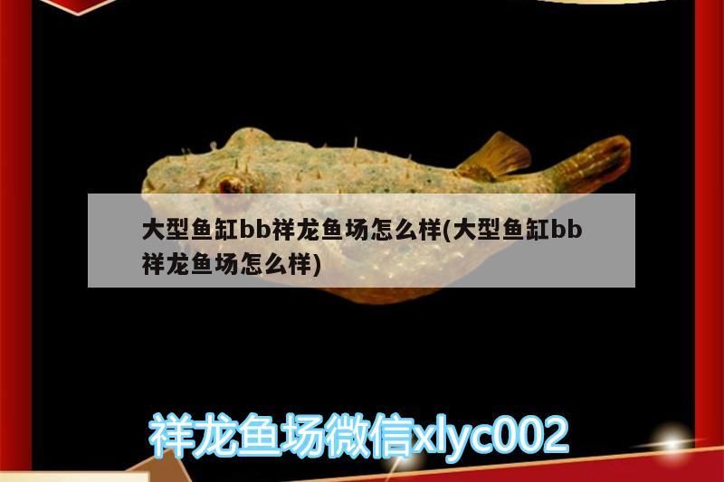 大型魚缸bb祥龍魚場怎么樣(大型魚缸bb祥龍魚場怎么樣) 大型魚缸bb祥龍魚場怎么樣(大型魚缸bb祥龍魚場怎么樣) vs祥龍魚場 第2張