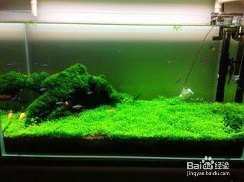 龍魚常見的病 龍魚百科 第3張 龍魚常見的病 龍魚常見的病 龍魚百科 第3張