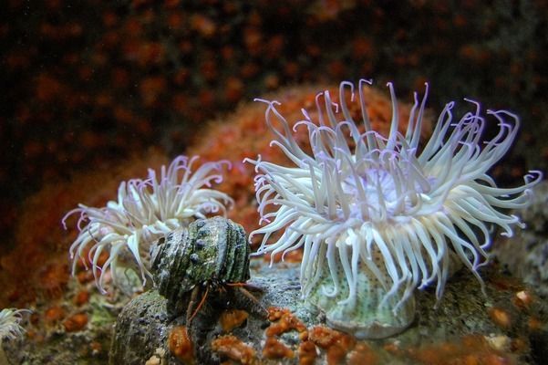 西安龍魚vs西安水族批發(fā)市場vs西安水族館vs西安魚缸批發(fā)市場vs祥龍魚場：西安水族批發(fā)市場地址祥龍魚場魚類品種介紹 西安龍魚vs西安水族批發(fā)市場vs西安水族館vs西安魚缸批發(fā)市場vs祥龍魚場：西安水族批發(fā)市場地址祥龍魚場魚類品種介紹 祥龍魚場各市分站 第4張
