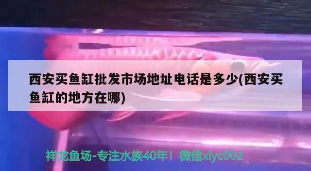 西安龍魚vs西安水族批發(fā)市場vs西安水族館vs西安魚缸批發(fā)市場vs祥龍魚場：西安水族批發(fā)市場地址祥龍魚場魚類品種介紹 西安龍魚vs西安水族批發(fā)市場vs西安水族館vs西安魚缸批發(fā)市場vs祥龍魚場：西安水族批發(fā)市場地址祥龍魚場魚類品種介紹 祥龍魚場各市分站 第5張