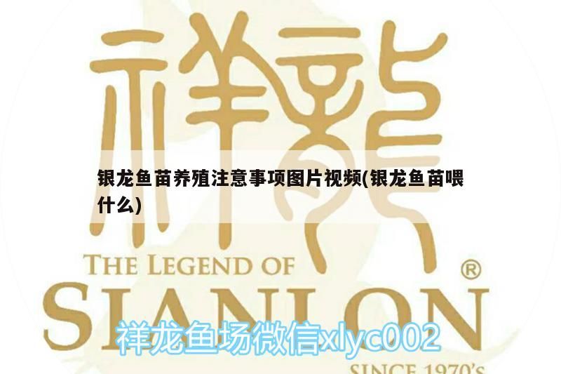 銀龍魚苗養殖注意事項圖片視頻(銀龍魚苗喂什么)