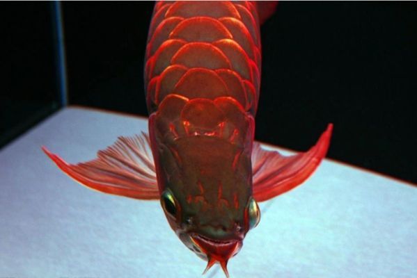 龍魚(yú)缸溫度多少要停食了vs祥龍魚(yú)場(chǎng)：祥龍魚(yú)場(chǎng)評(píng)價(jià)如何，龍魚(yú)停食期管理要點(diǎn)