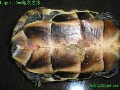 豬鼻龜身上長瘡怎么治療：豬鼻龜頭上長瘡怎么治療_尋醫問藥網